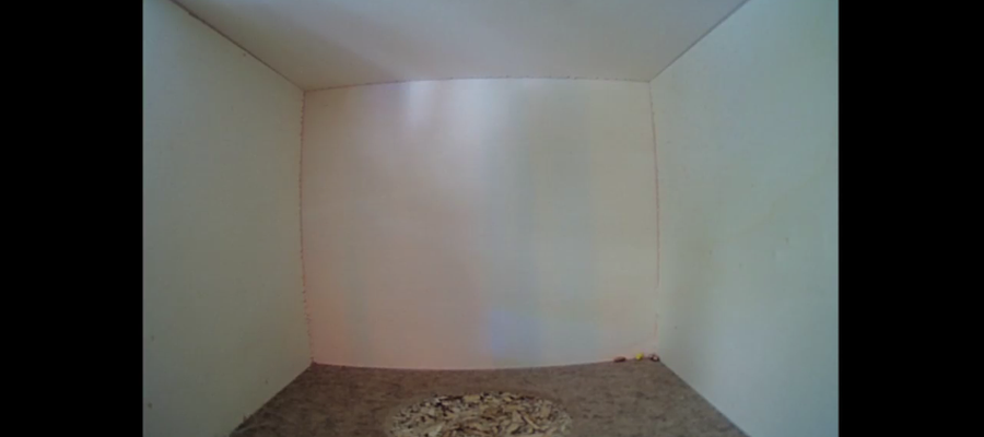 Estrategia aldaketa txori habian