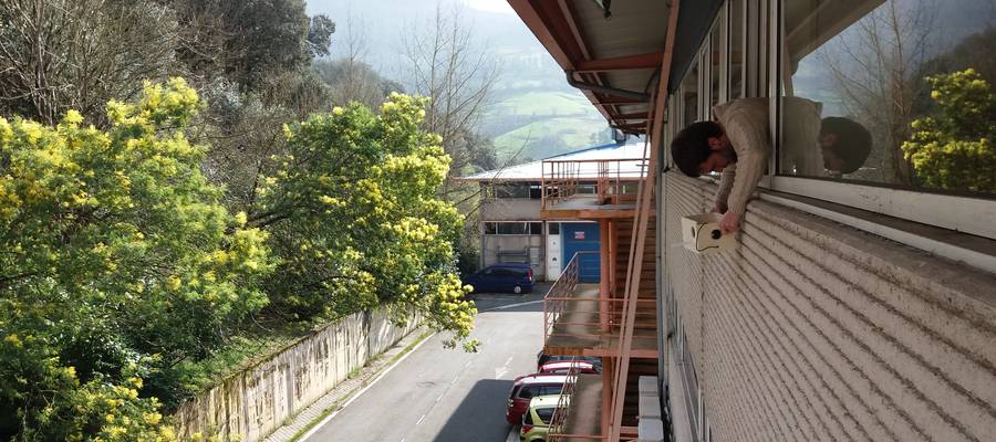 Txori habia bat bulegoan