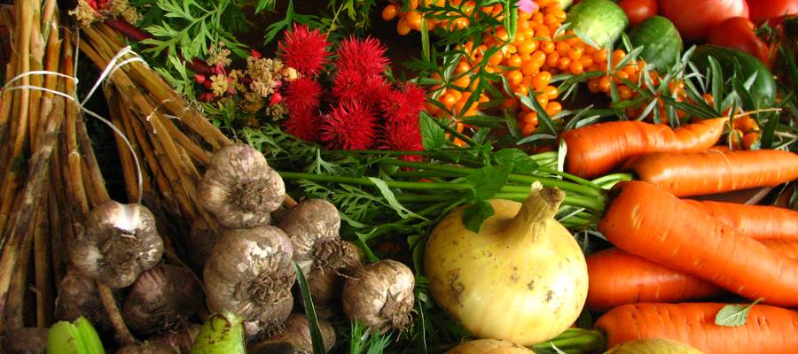 Kafea nekazaritza ekologikoaren laguntzailea