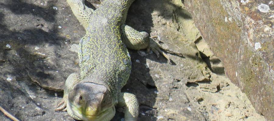 Gardatxoa, Ezkaba mendian.