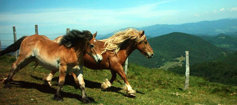 BELATE-LEITZA. 2004ko ekainak 6