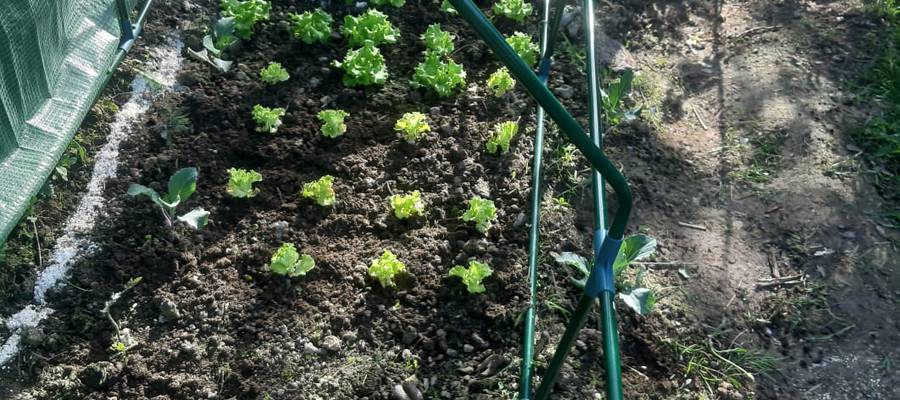 Azokak eta ortuko lanak galerazita?