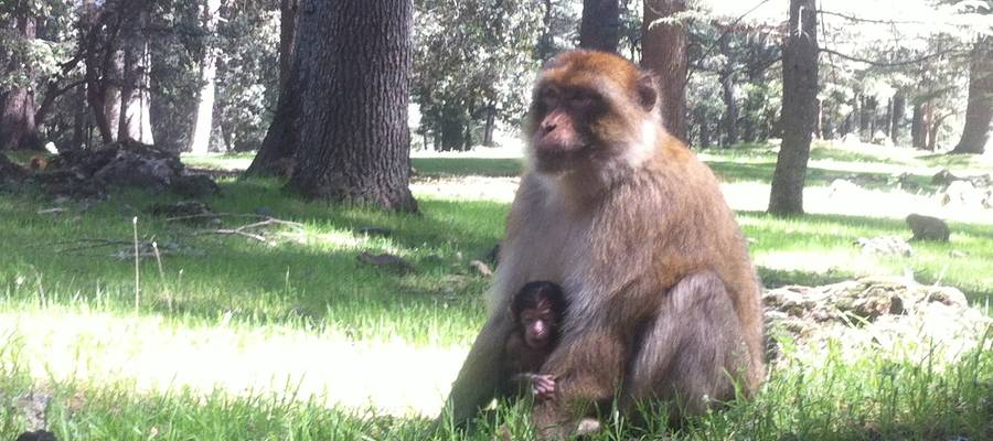 Azken lurrak eta lagunak amazighen lurraldean