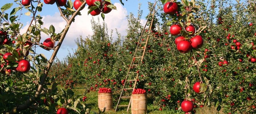 Gizarte-trebetasunak (oinarrizko testua)