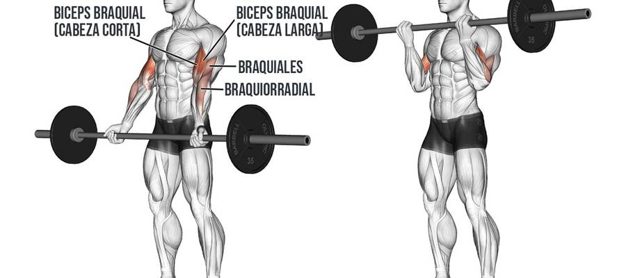 CURL BICEPS