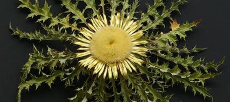 Ohiturak berriro ere