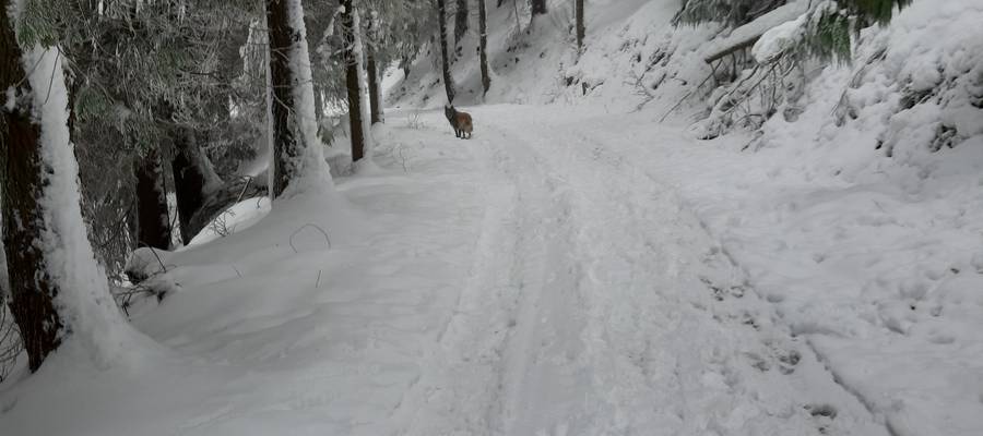 Eta oraindik negua ez da iritsi
