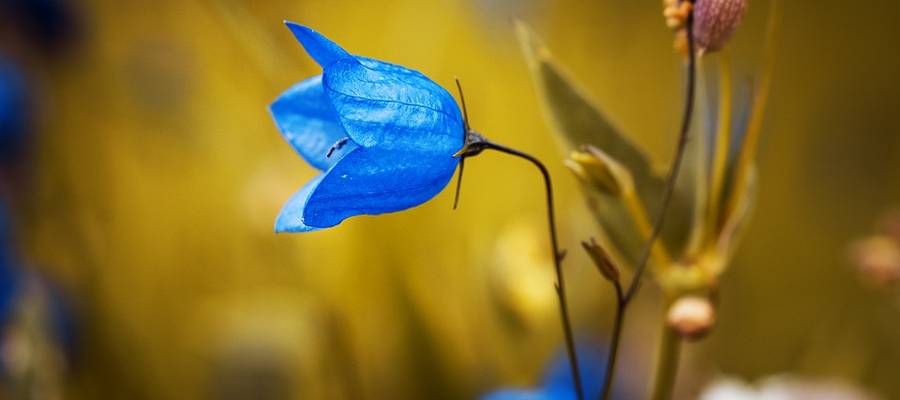 ARNOSO, A.: Erakundean izaten diren prozesu psikosozialak, EHUren testubiltegia, 2014