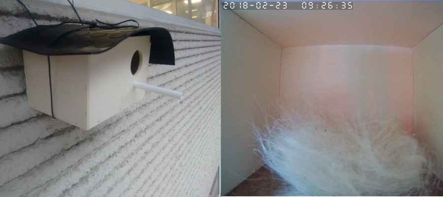 CodeSyntaxeko txori habia zuzenean